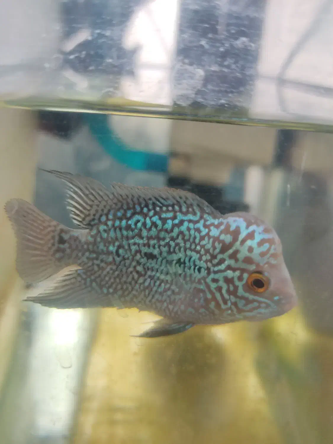 ماهی فلاور|ماهی|اصفهان, عمان سامانی|دیوار