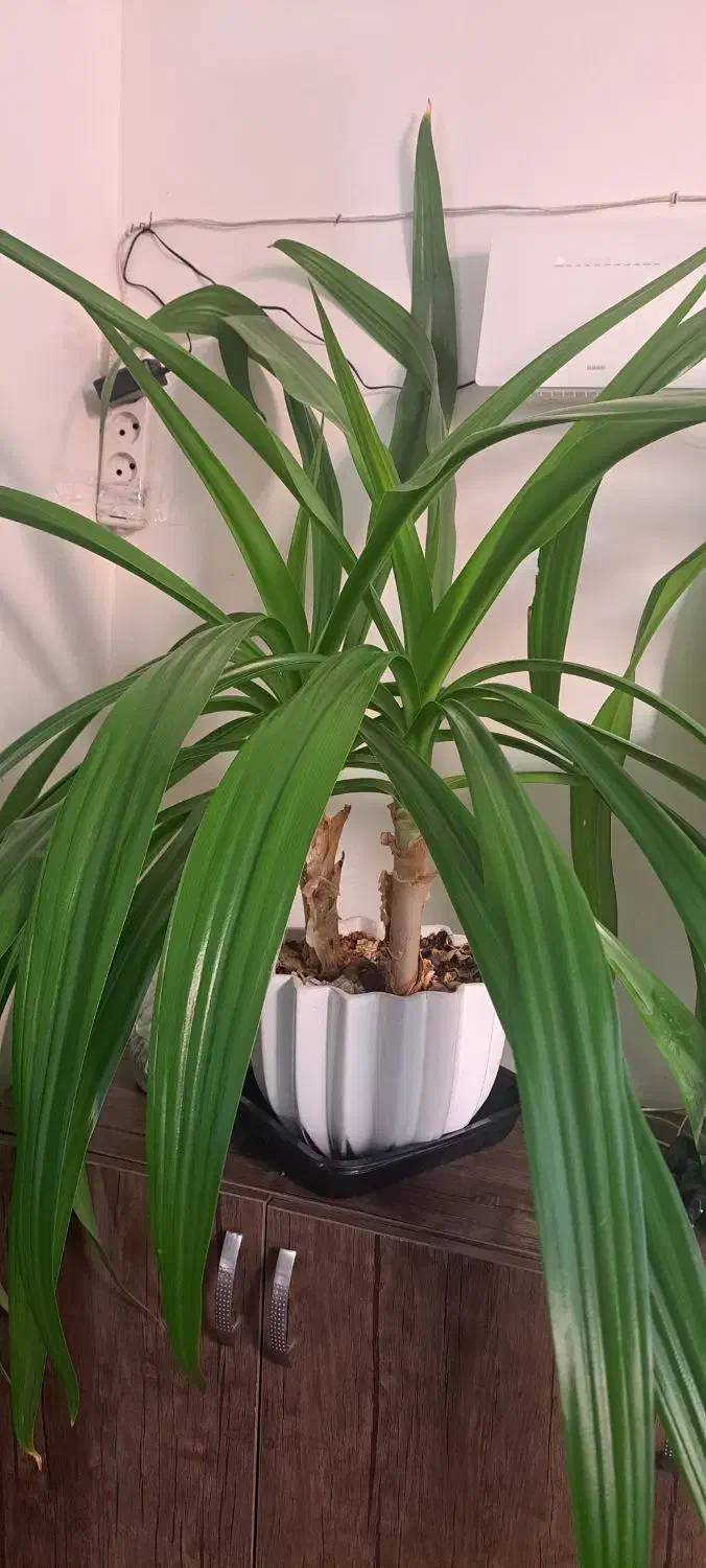 گل سوسن بزرگ باگلدان بزگ ۲ عدد|گل و گیاه طبیعی|حمیدیا, |دیوار