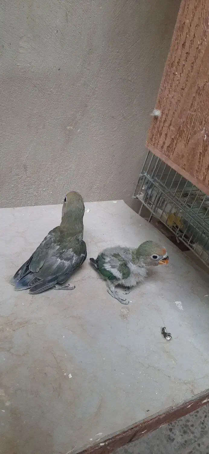 یک جفت عروس ۲۰۰۰۰۰|پرنده|سراوان, |دیوار