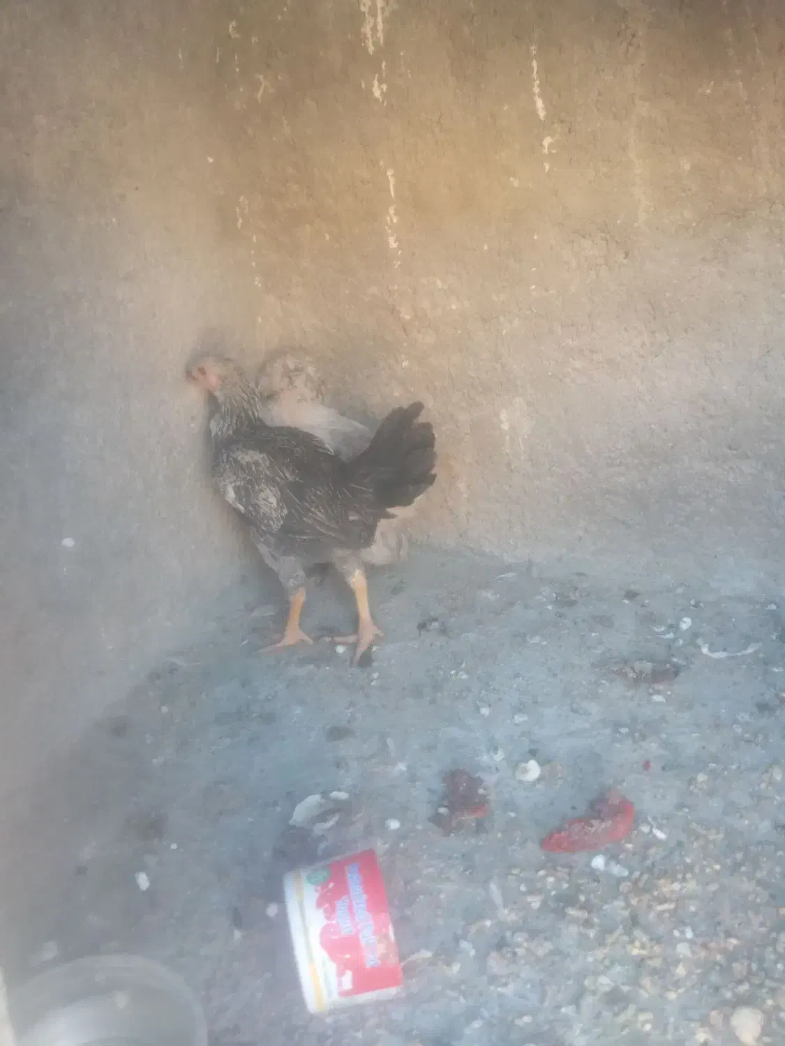 مرغ وخروس|حیوانات مزرعه|نهاوند, |دیوار