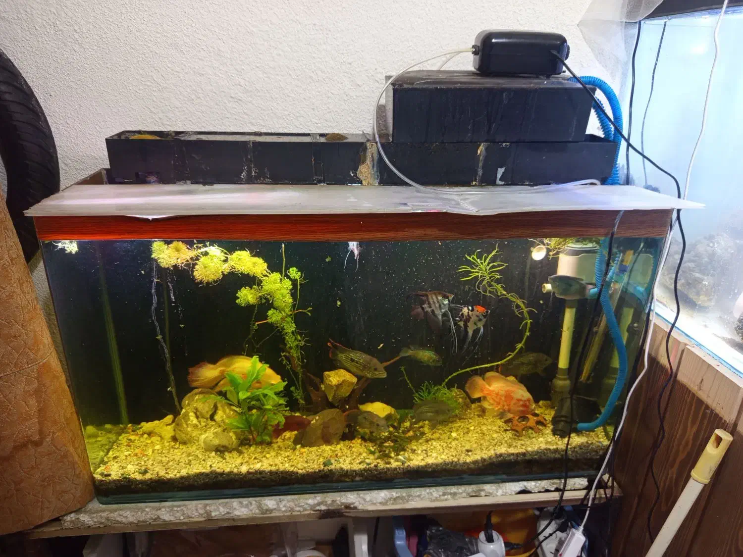 آکواریوم با تمام وسایل|ماهی|اصفهان, شفق|دیوار