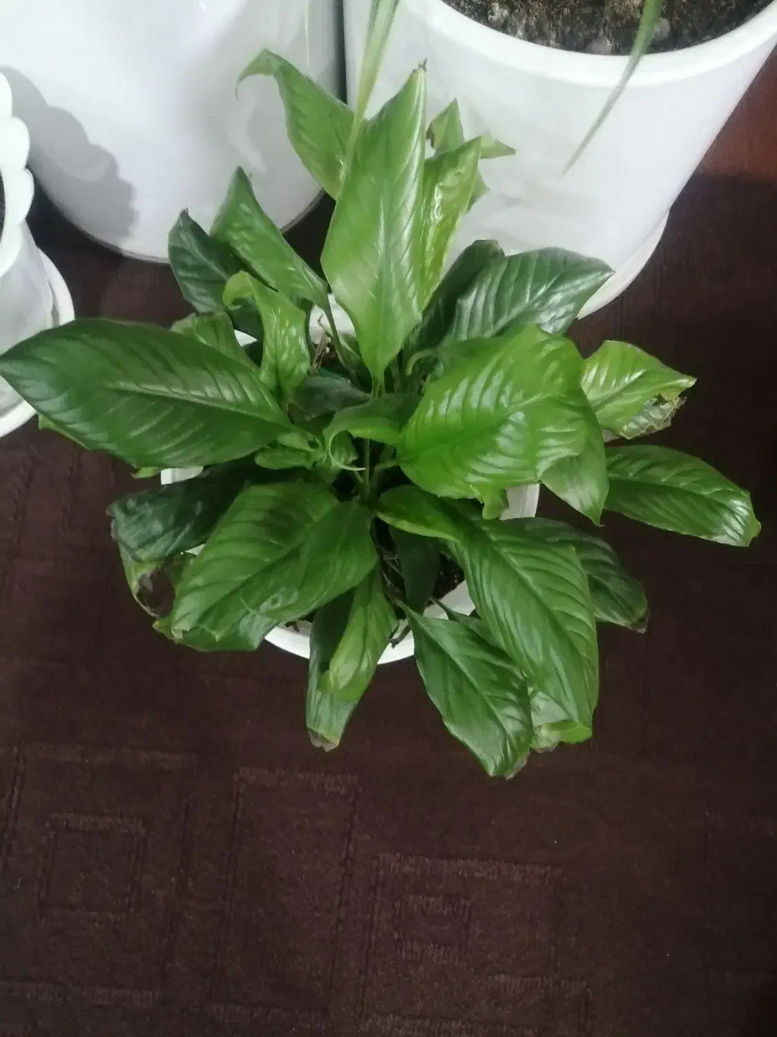 فروش گل خانگی در کانی دینار|گل و گیاه طبیعی|مریوان, |دیوار