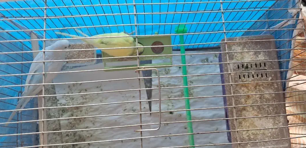 مرغ عشق مولد|پرنده|اصفهان, کوی امام|دیوار