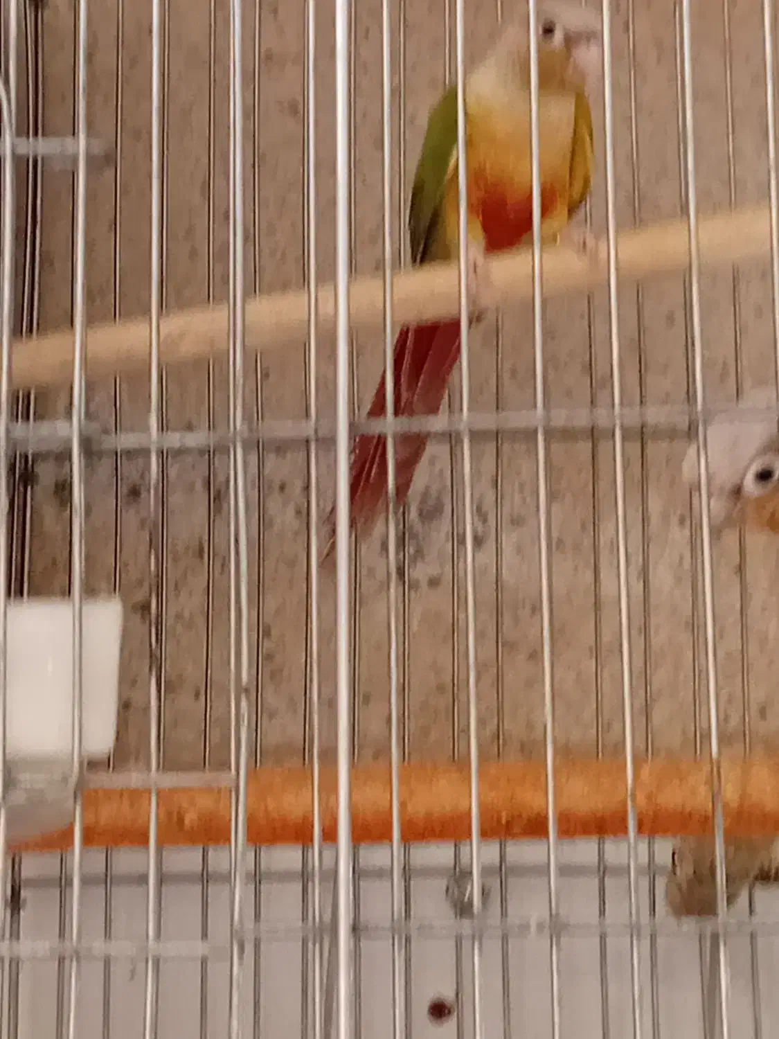 طوطی گرینچیک جفت ومولد|پرنده|هشتگرد, هشتگرد قدیم|دیوار