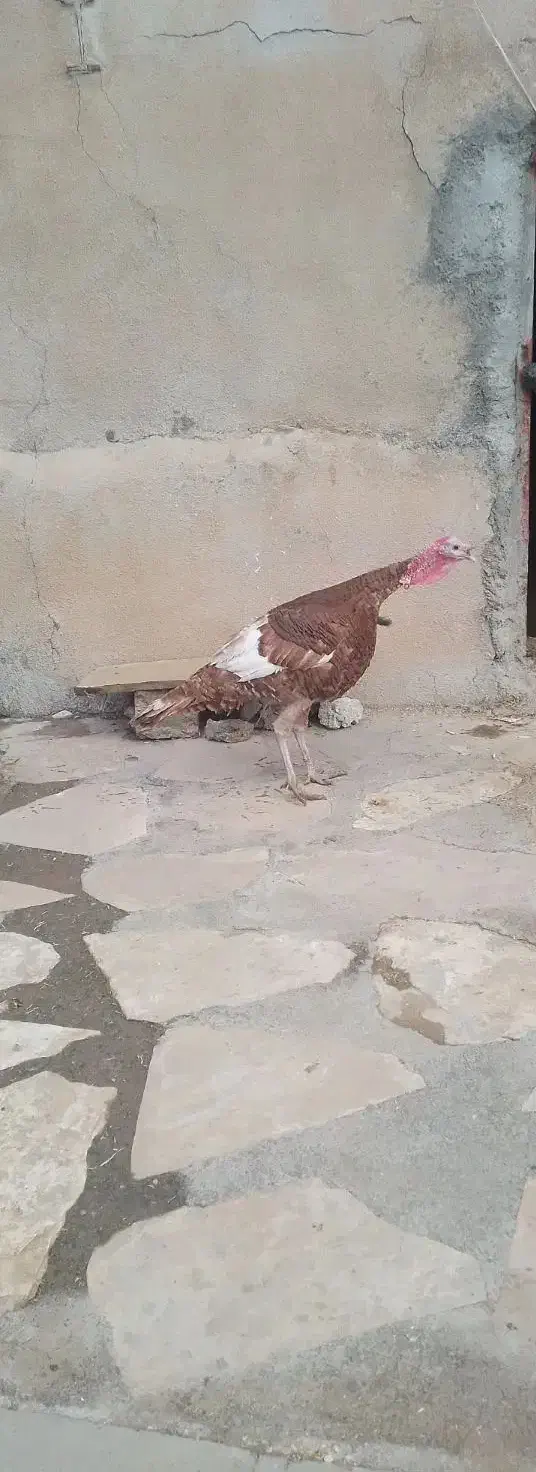 بوغلمون محلی نر سنگین|حیوانات مزرعه|صحنه, |دیوار