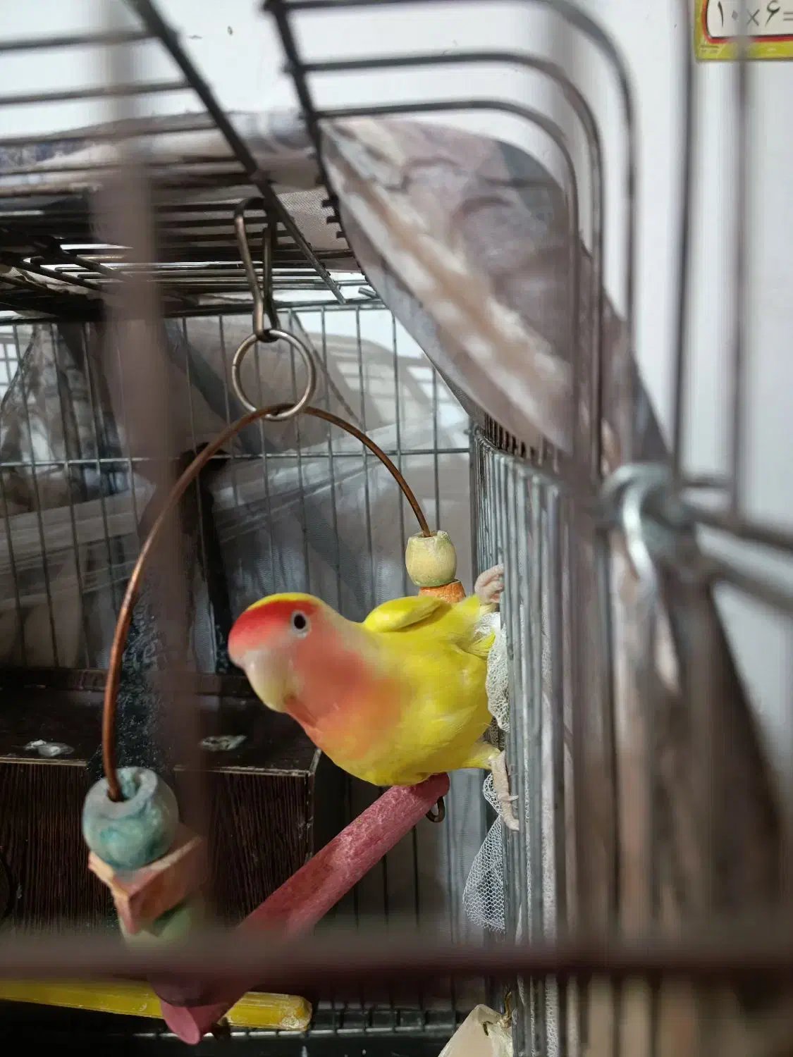 طوطی برزیلی|پرنده|سنندج, |دیوار