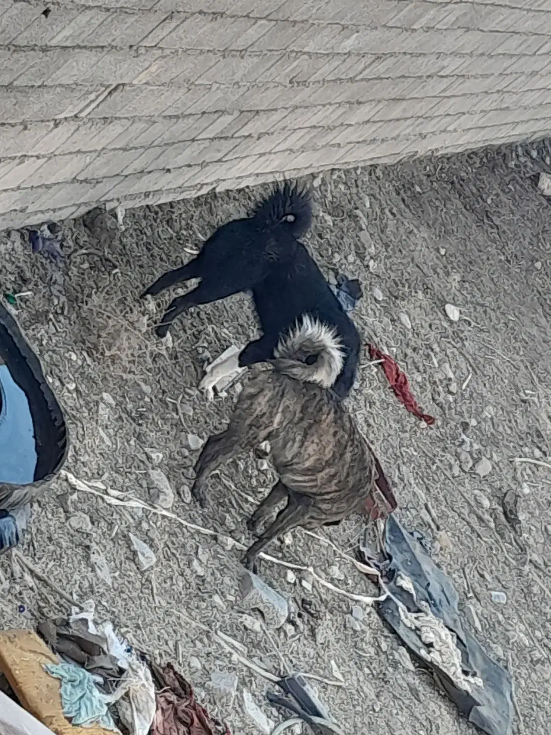 سگ نگهبان و نژاد دار|سگ|عسگران, |دیوار