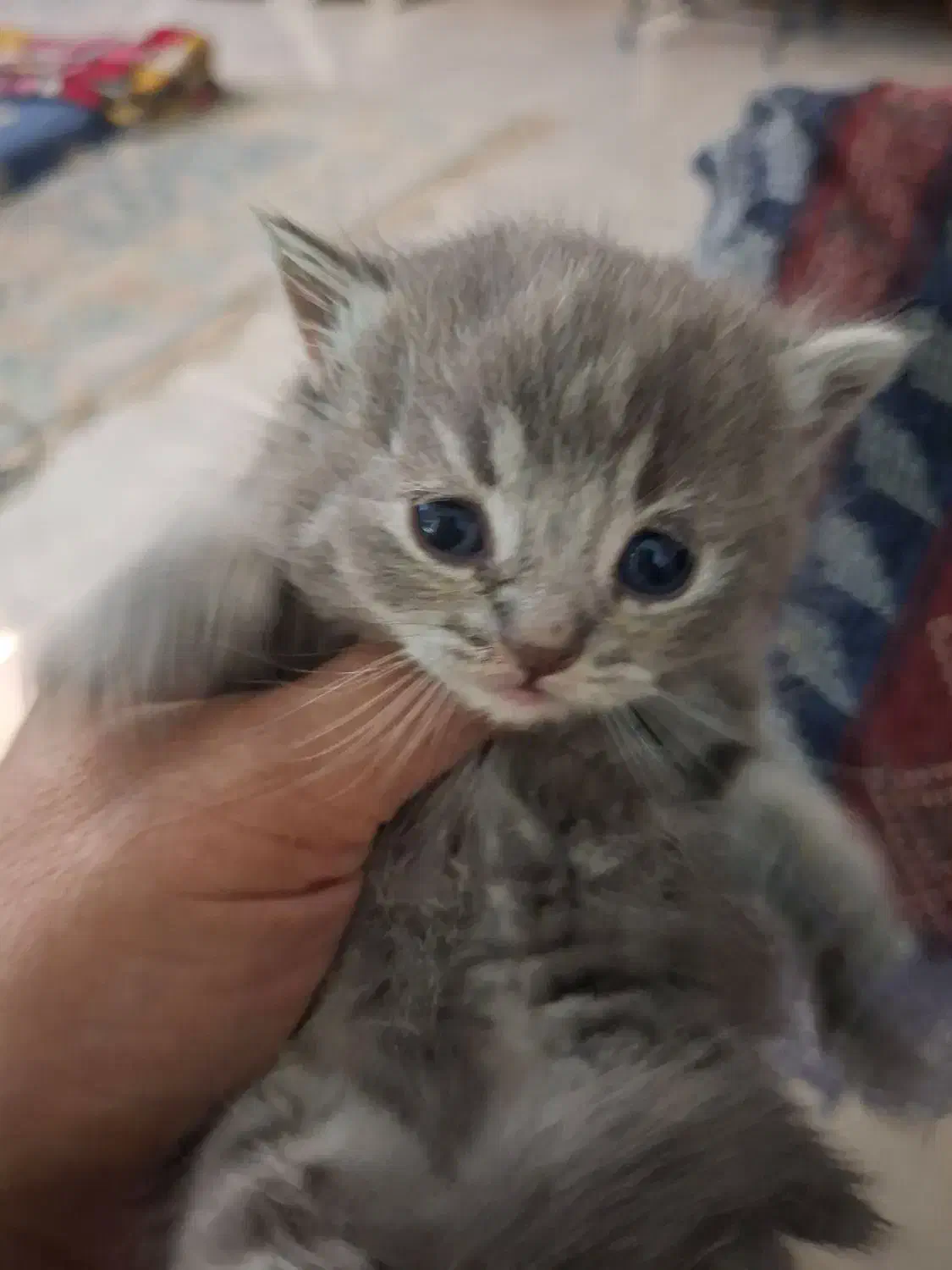 بچه گربه بریتیش سیلور|گربه|کرج, حصارک بالا|دیوار