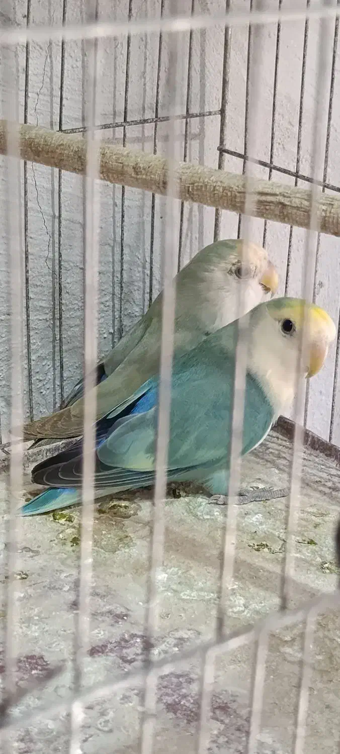 طوطی برزیلی|پرنده|رشت, آب و برق|دیوار