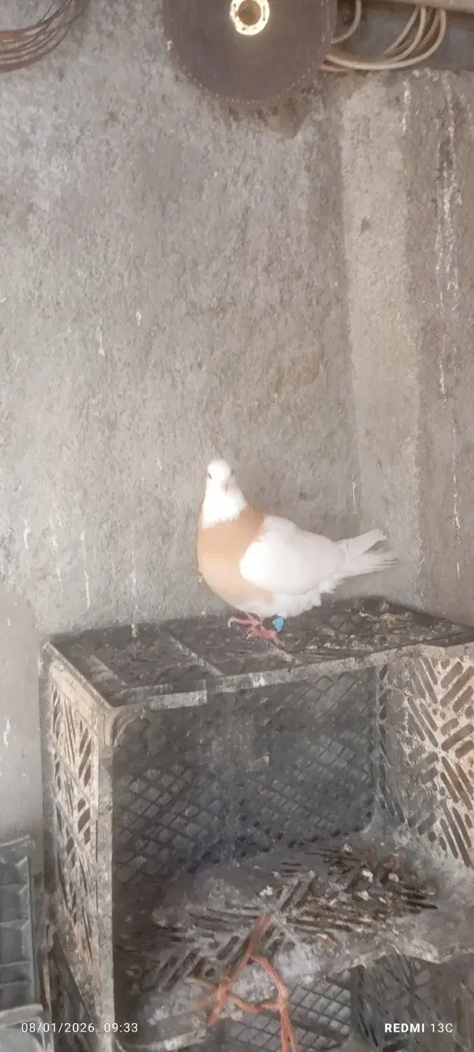 کبوتر طوقی ماده|پرنده|گمیشان, |دیوار