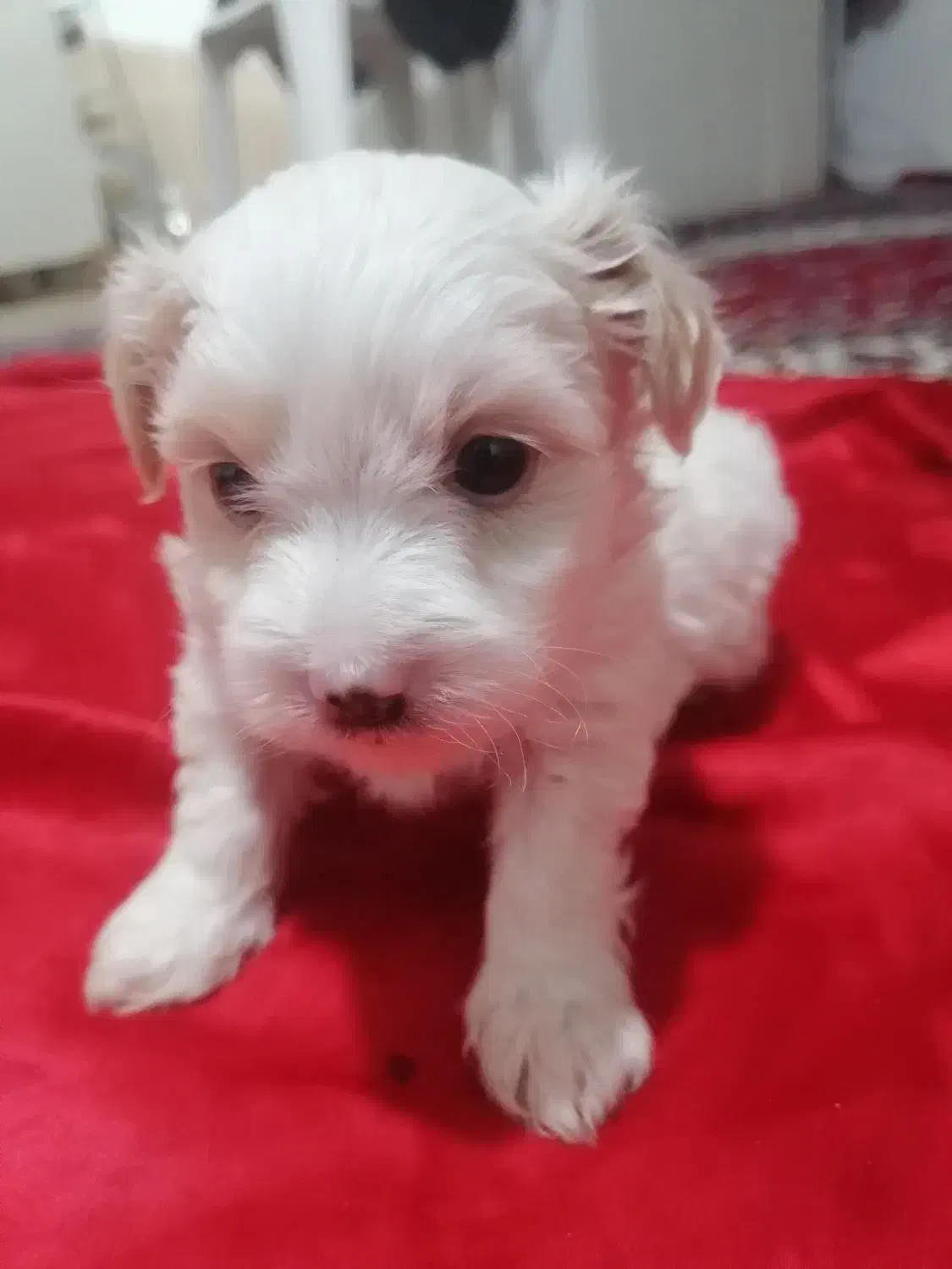 توله سگ تریر|سگ|پردیس, فاز ۶|دیوار