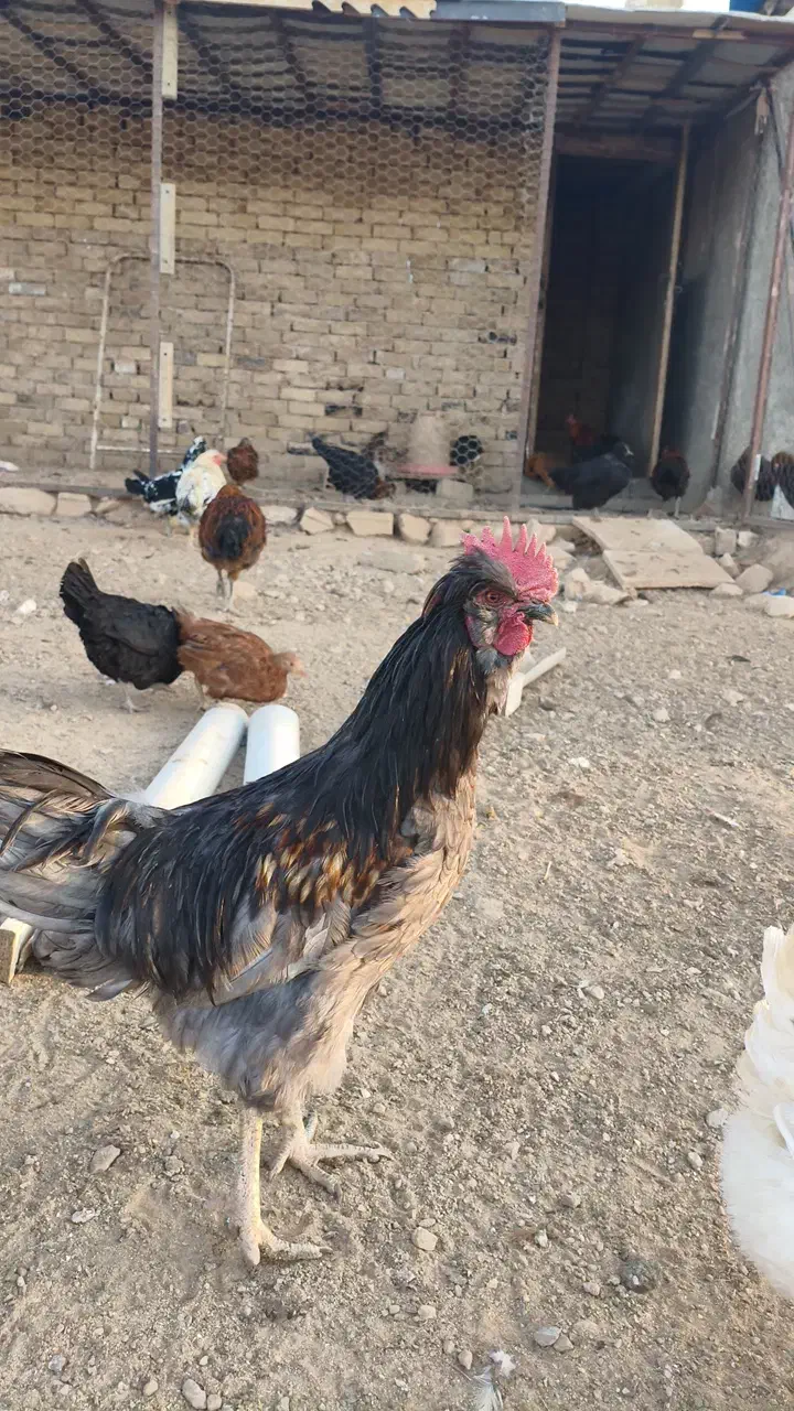 تخم مرغ گلین|حیوانات مزرعه|الیگودرز, |دیوار