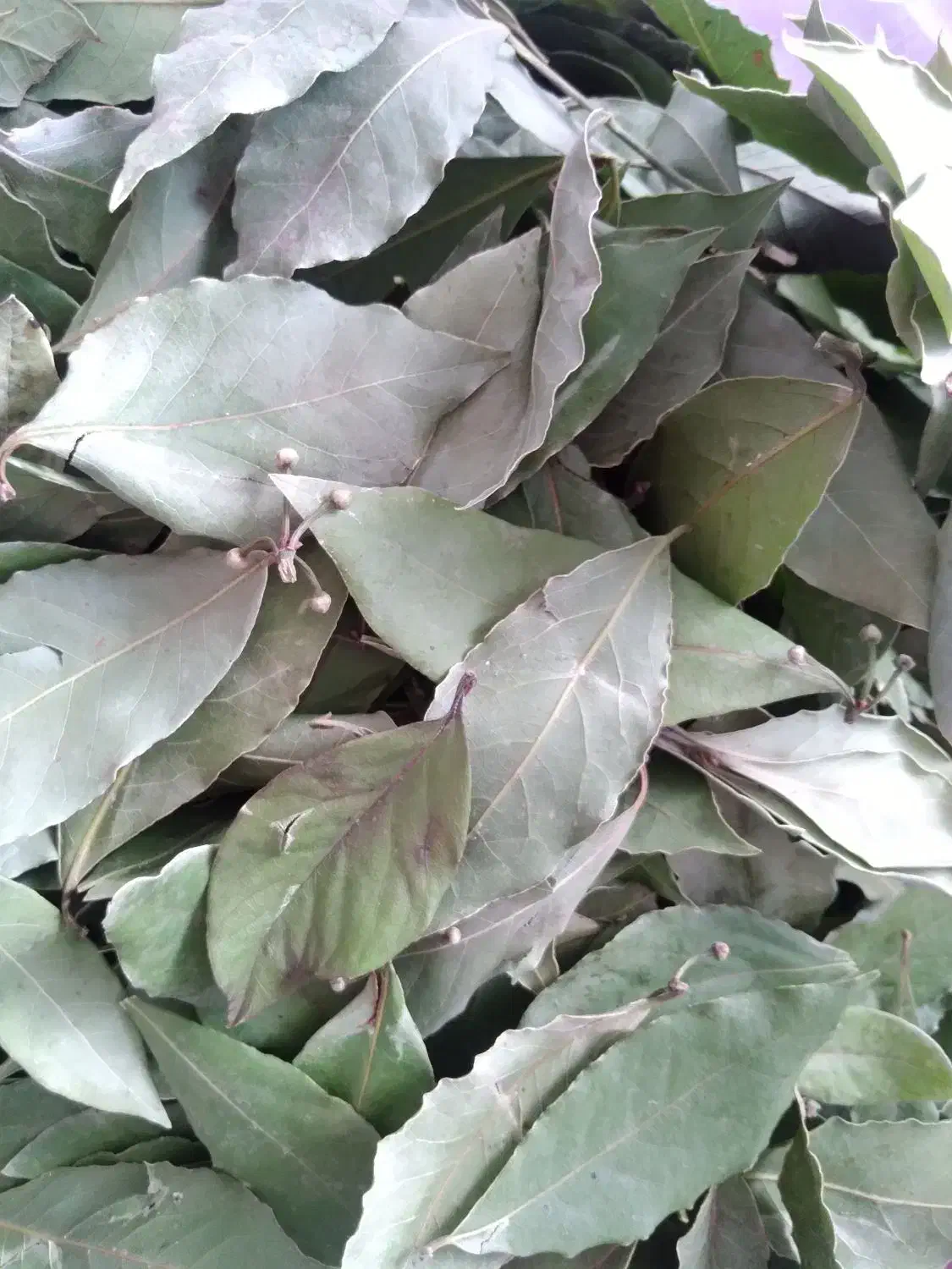 فروش برگ بو|خوردنی و آشامیدنی|شیراز, ریشمک|دیوار