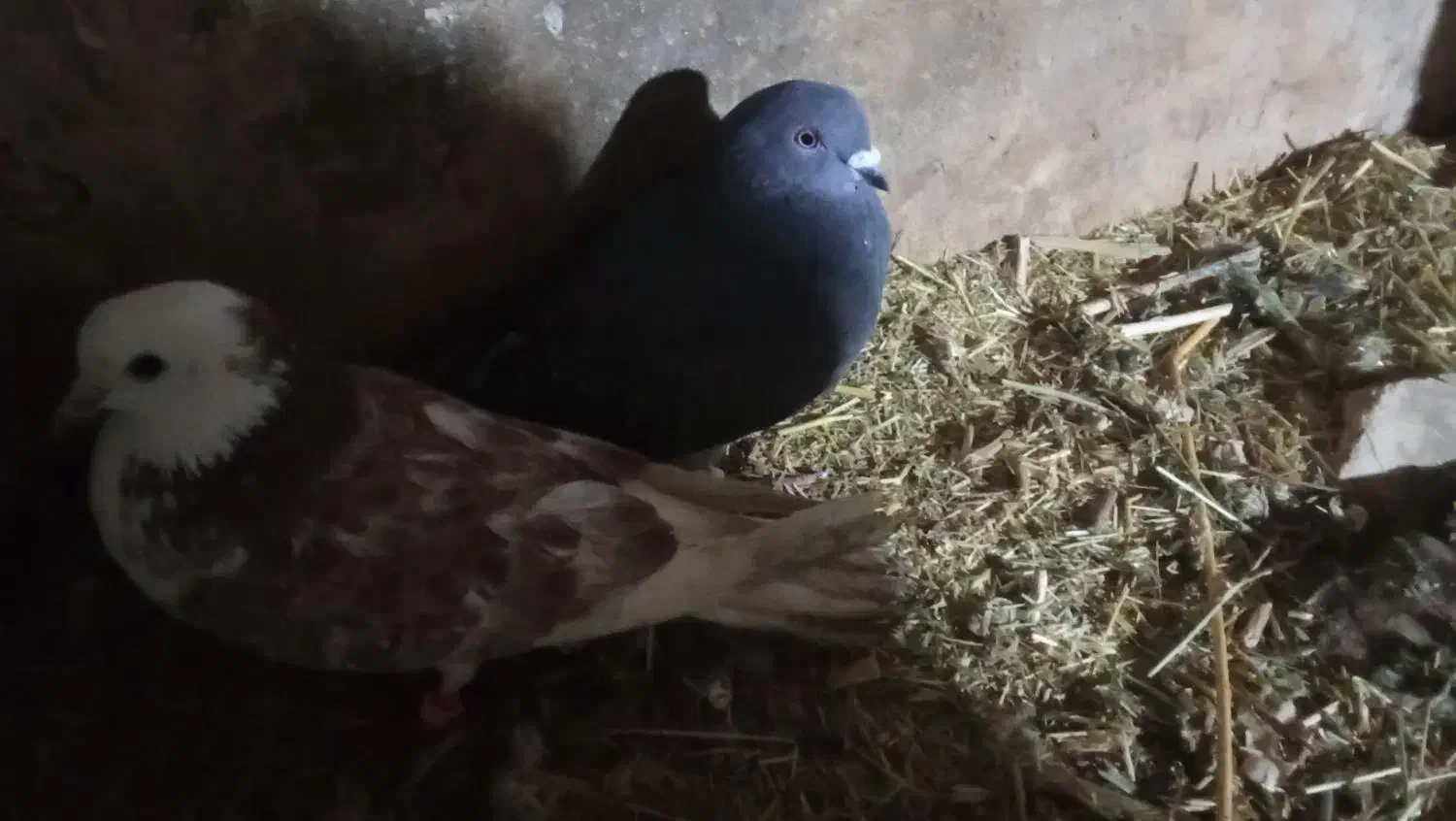 کبوتر|پرنده|سیلوانه, |دیوار