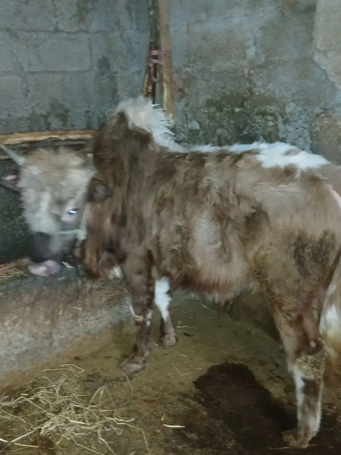 گاونر|حیوانات مزرعه|احمدسرگوراب, |دیوار