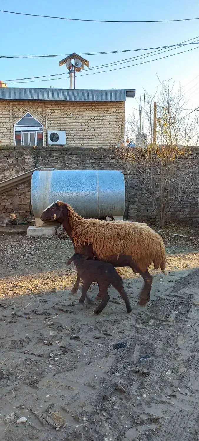 گوسفند بره دار و شیشک|حیوانات مزرعه|گنبد کاووس, |دیوار