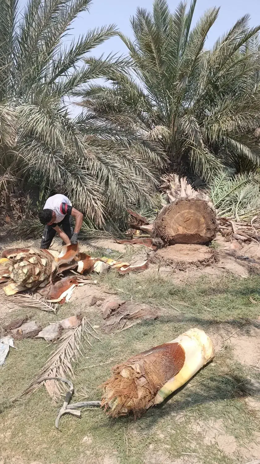 خدمات نخل بری زارعی|خدمات باغبانی و درختکاری|بهبهان, |دیوار