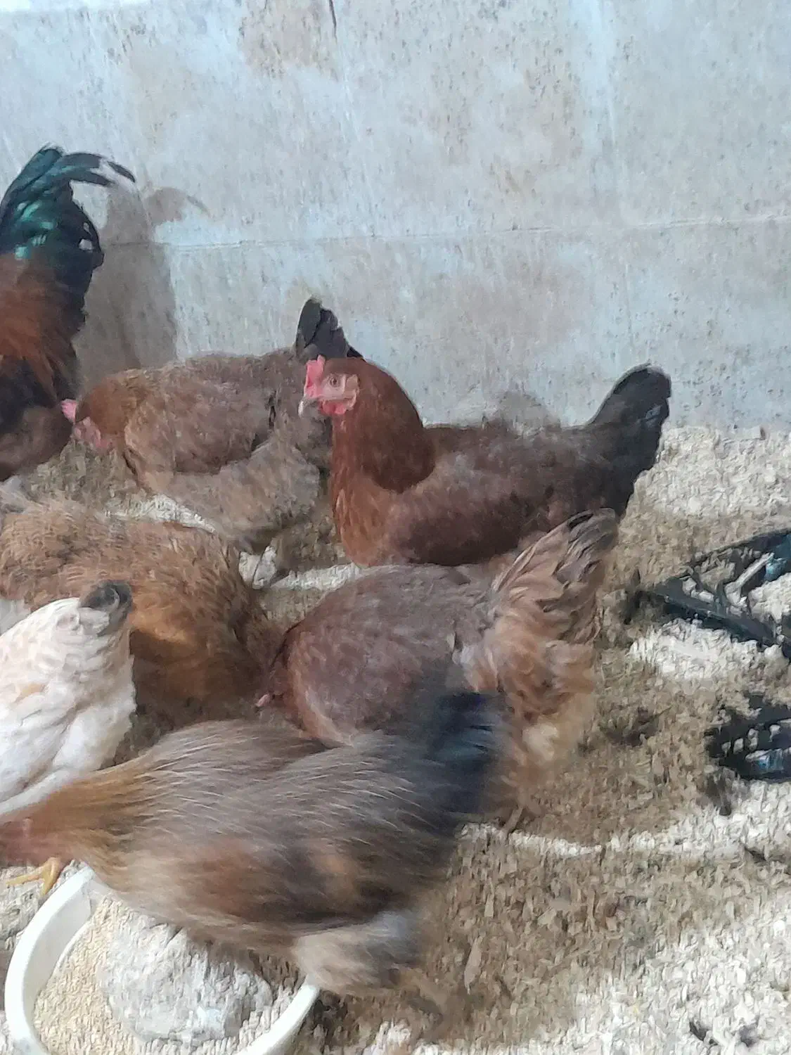 ۳۰ عدد مرغ دانه ای ۴۵۰|حیوانات مزرعه|ماکلوان, |دیوار