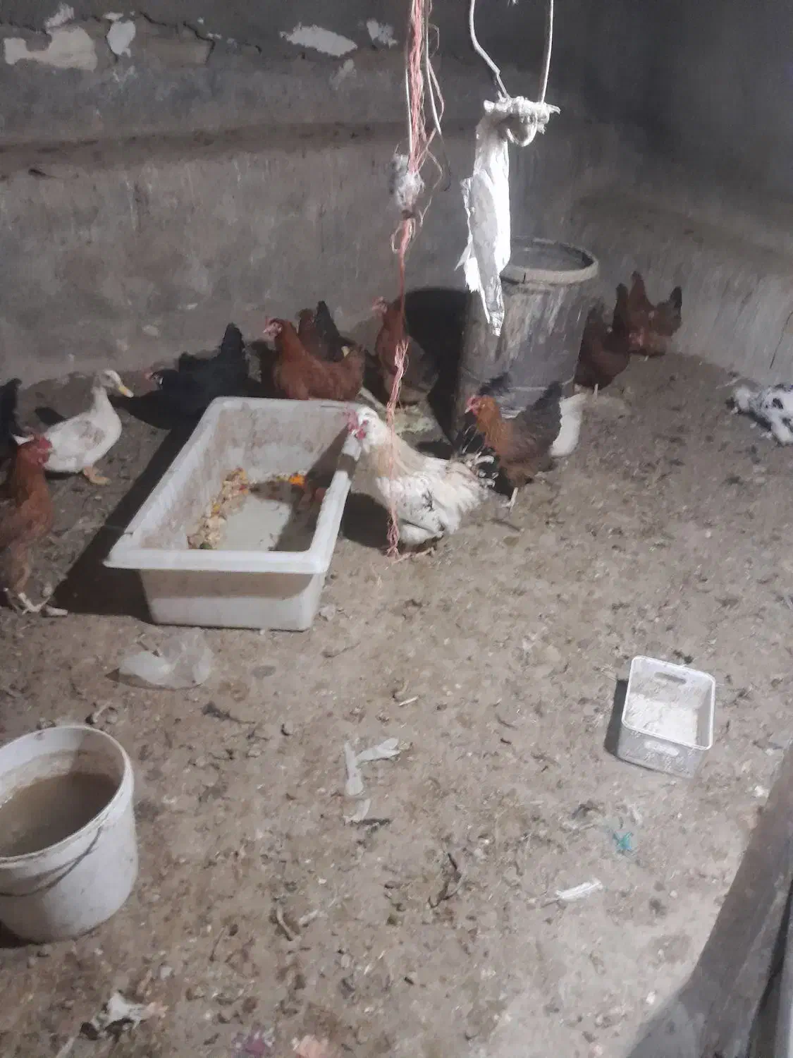 مرغ محلی|حیوانات مزرعه|گلپایگان, |دیوار