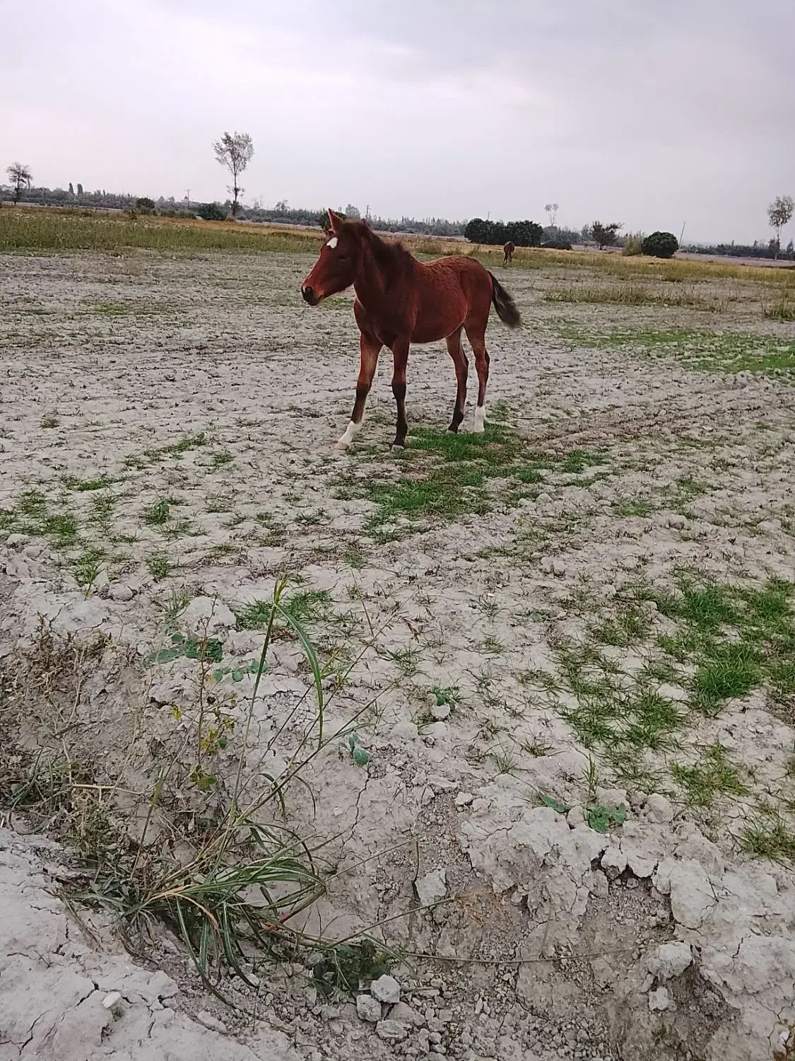 کره یابو|اسب و تجهیزات اسب‌سواری|کردکوی, |دیوار