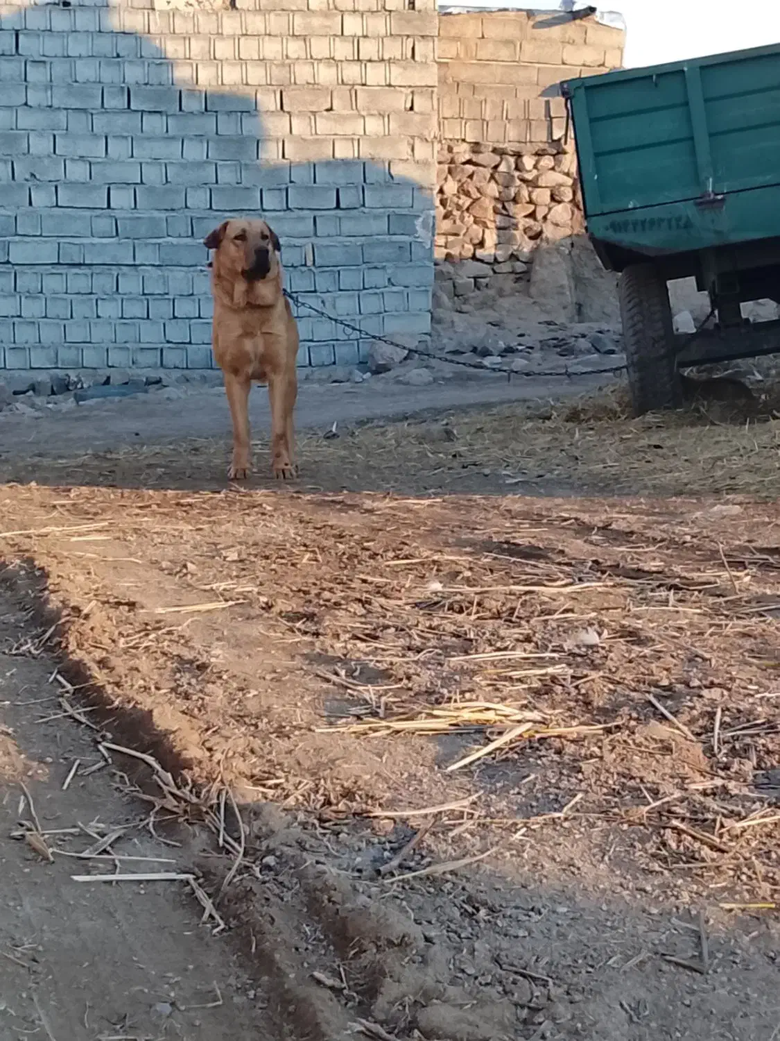 سگ عراقی|سگ|قصابه, |دیوار