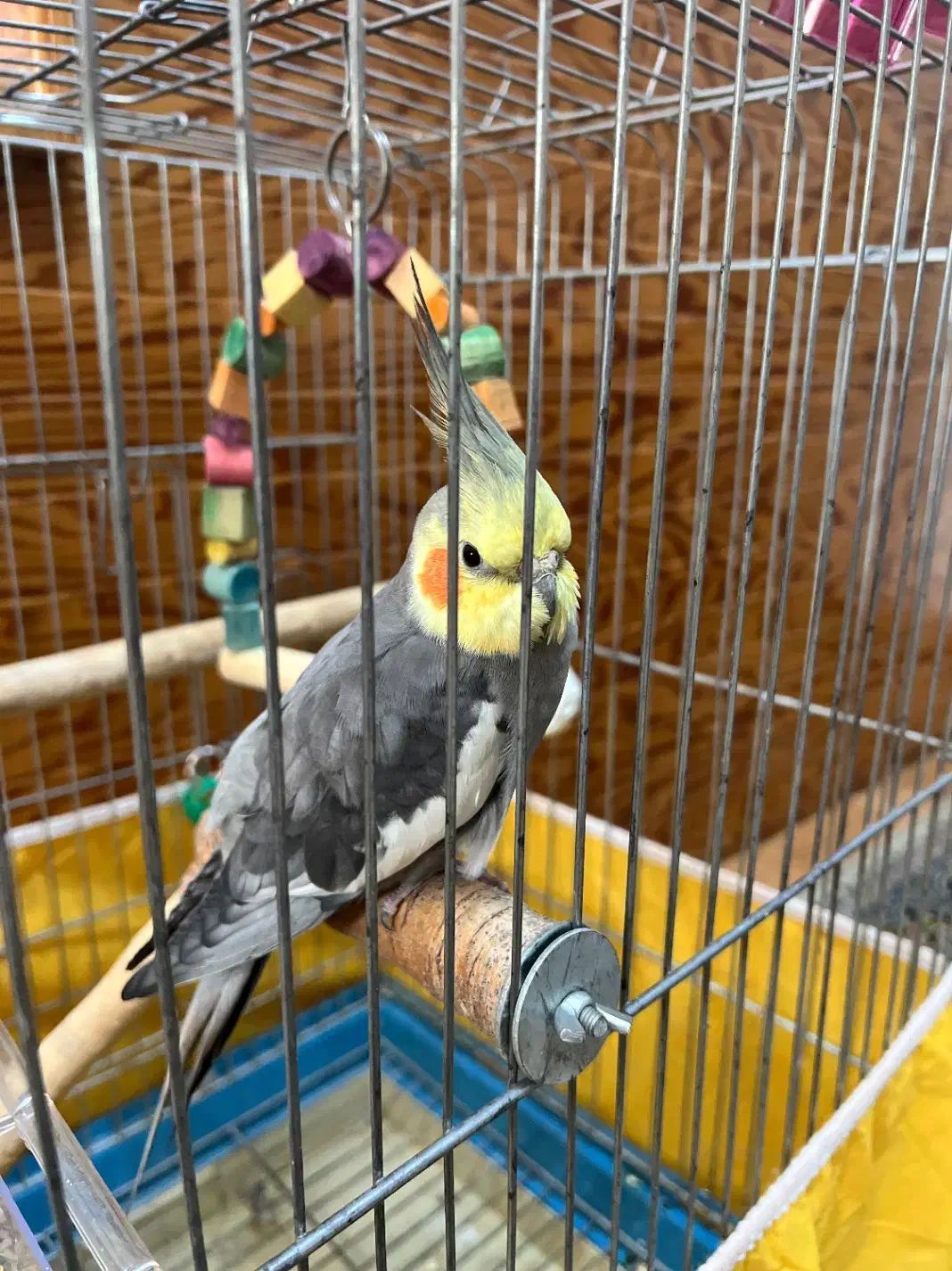 عروس هلندی نیمه بالغ نر همراه با وسایل کامل|پرنده|نوشهر, |دیوار