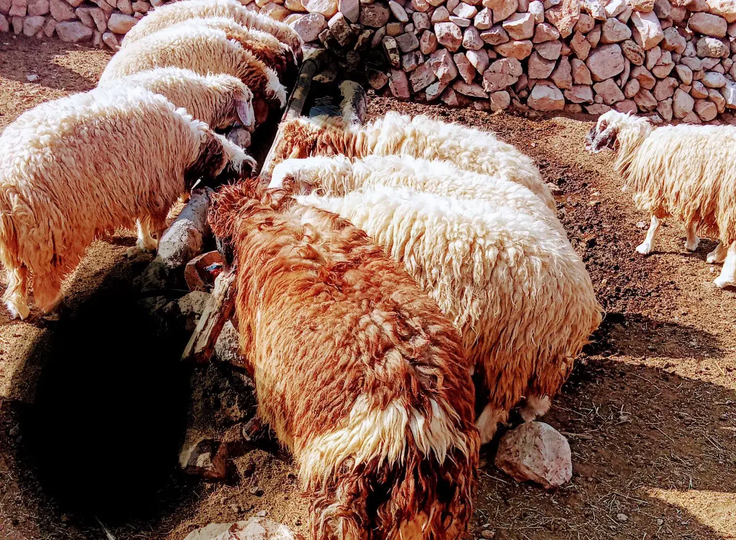 بره سفید|حیوانات مزرعه|پلدختر, |دیوار