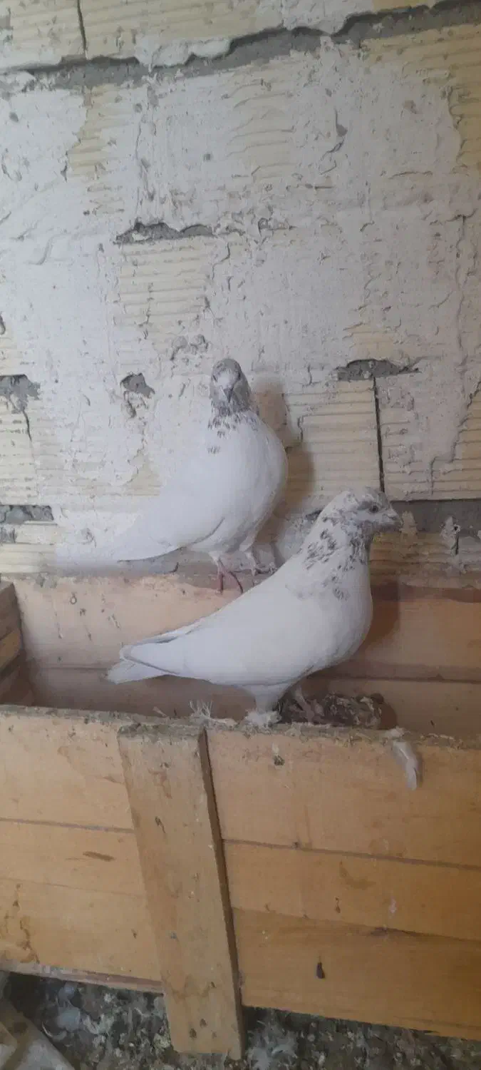 باش چیل|پرنده|ابهر, |دیوار