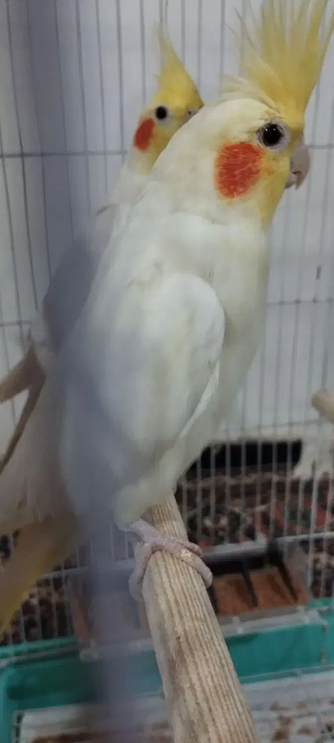 فروش فوری|پرنده|اردبیل, |دیوار