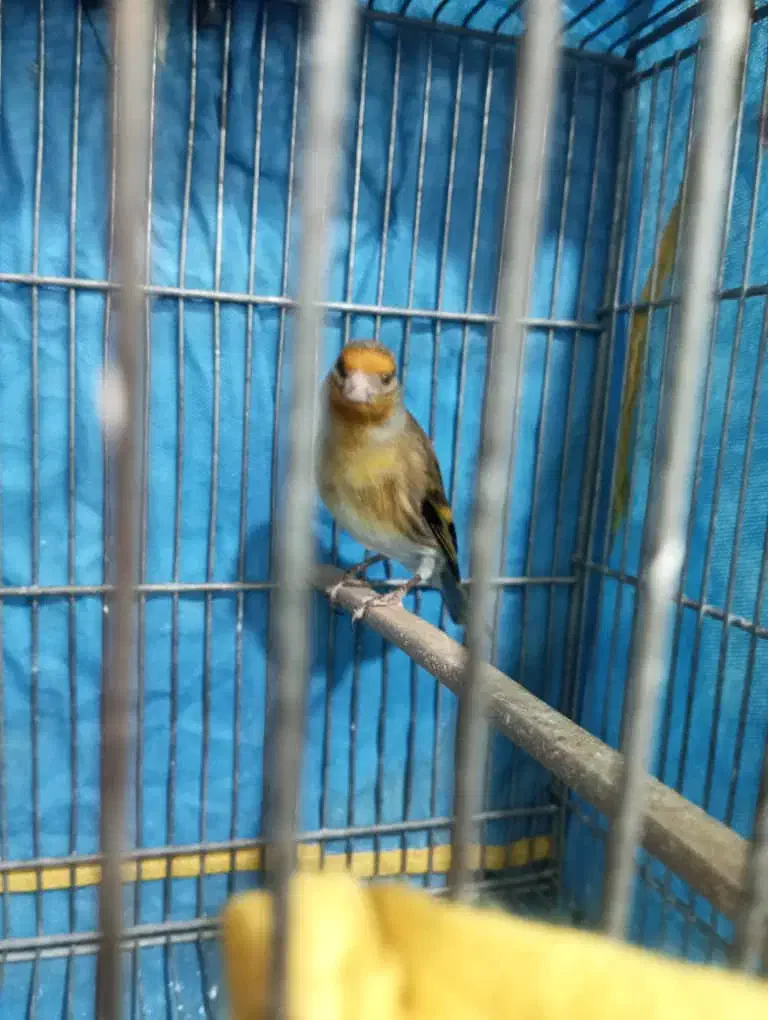 سهره قناری خرامه|پرنده|شیراز, تل حسین‌آباد|دیوار