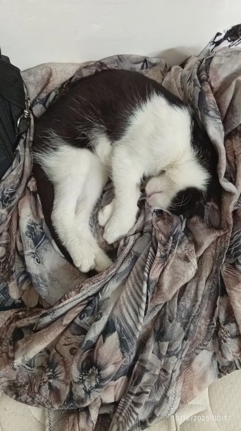 واگذاری گربه اسموکینگ سه ماهه، خانگی و آموزش دیده|گربه|نسیم‌شهر, |دیوار