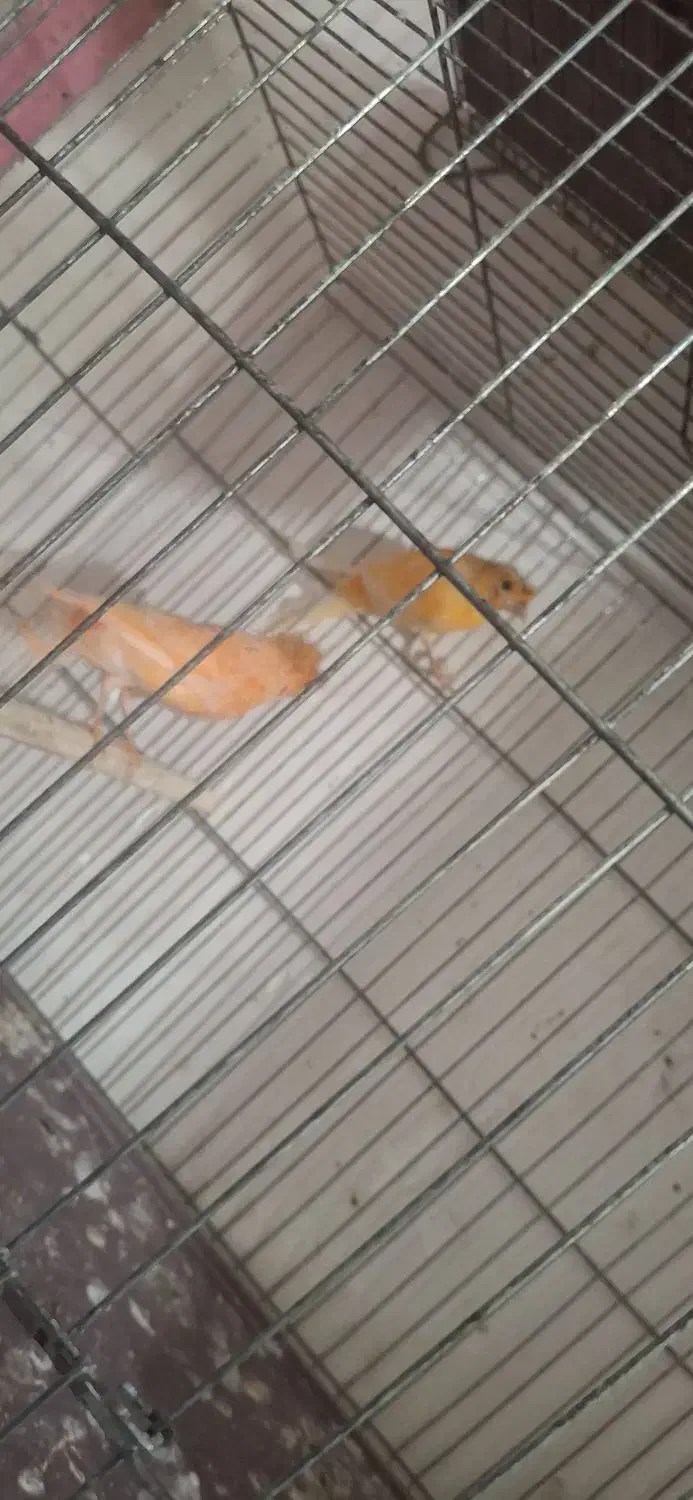 مولد و پرستار|پرنده|پاکدشت, پاکدشت (مامازند)|دیوار