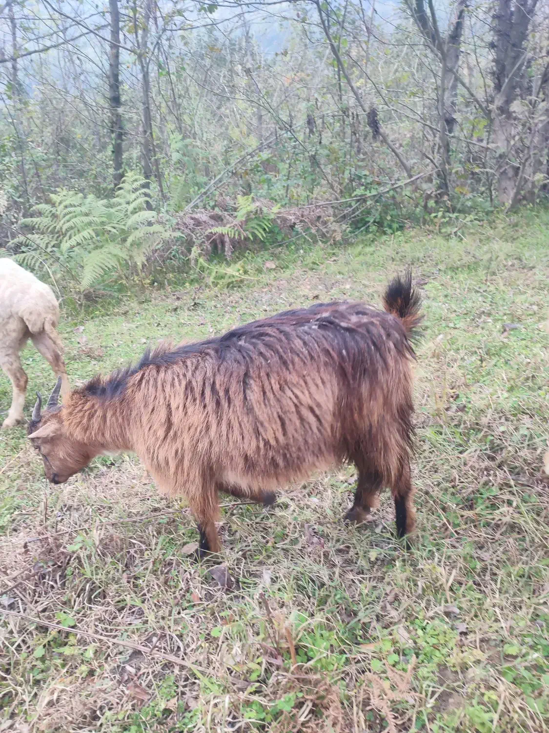 بز ماده|حیوانات مزرعه|رانکوه, |دیوار