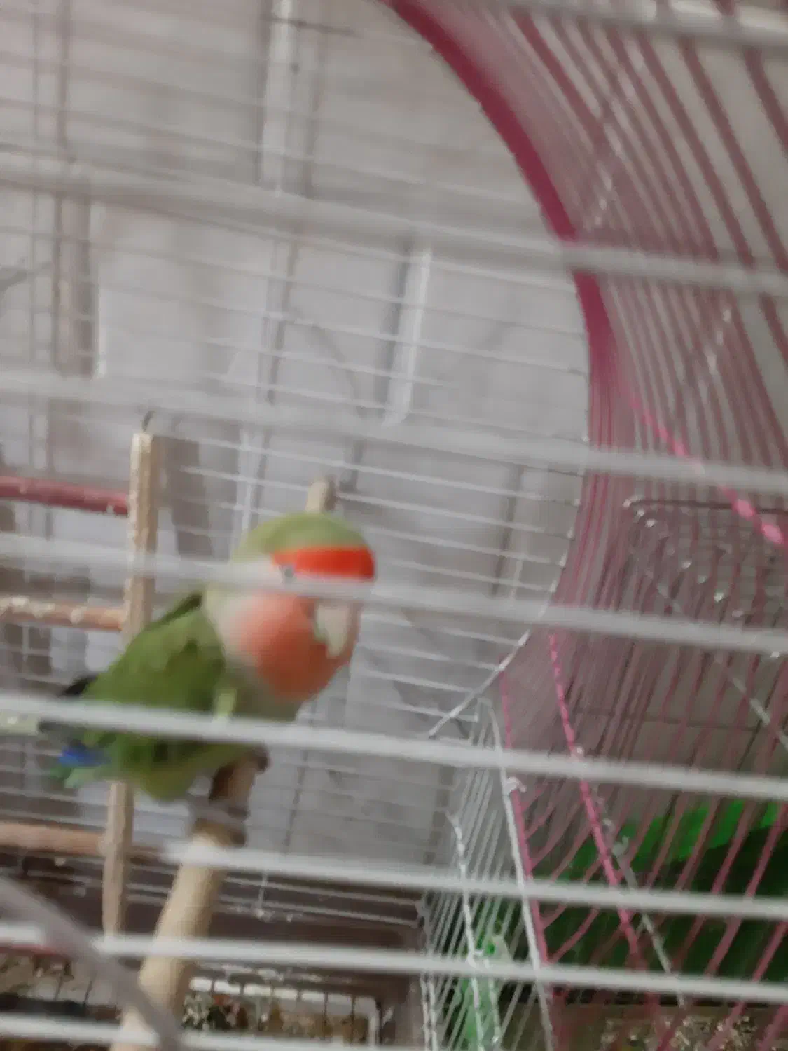 طوطی کوتوله|پرنده|نجف‌آباد, شریعتی غربی|دیوار