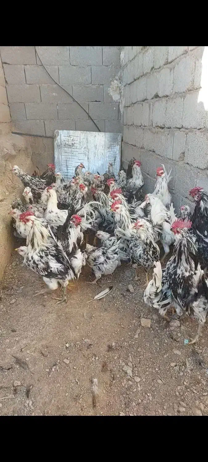 مرغ و خروس گلین لری پنگئنی ریشو ۴۰ تاج|حیوانات مزرعه|دهق, |دیوار