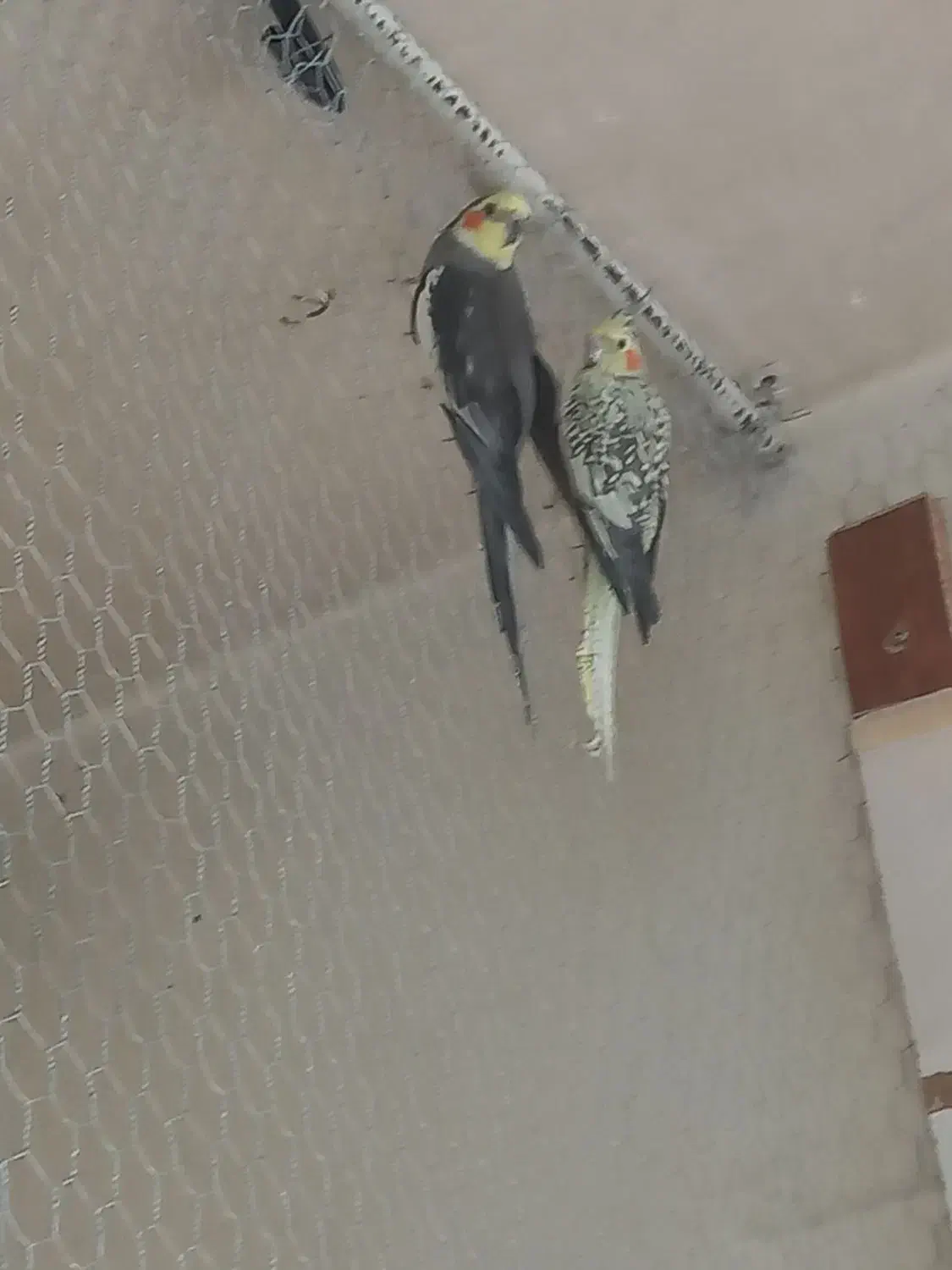 عروس هلندی مولد|پرنده|شاهین‌شهر, گزبرخوار|دیوار