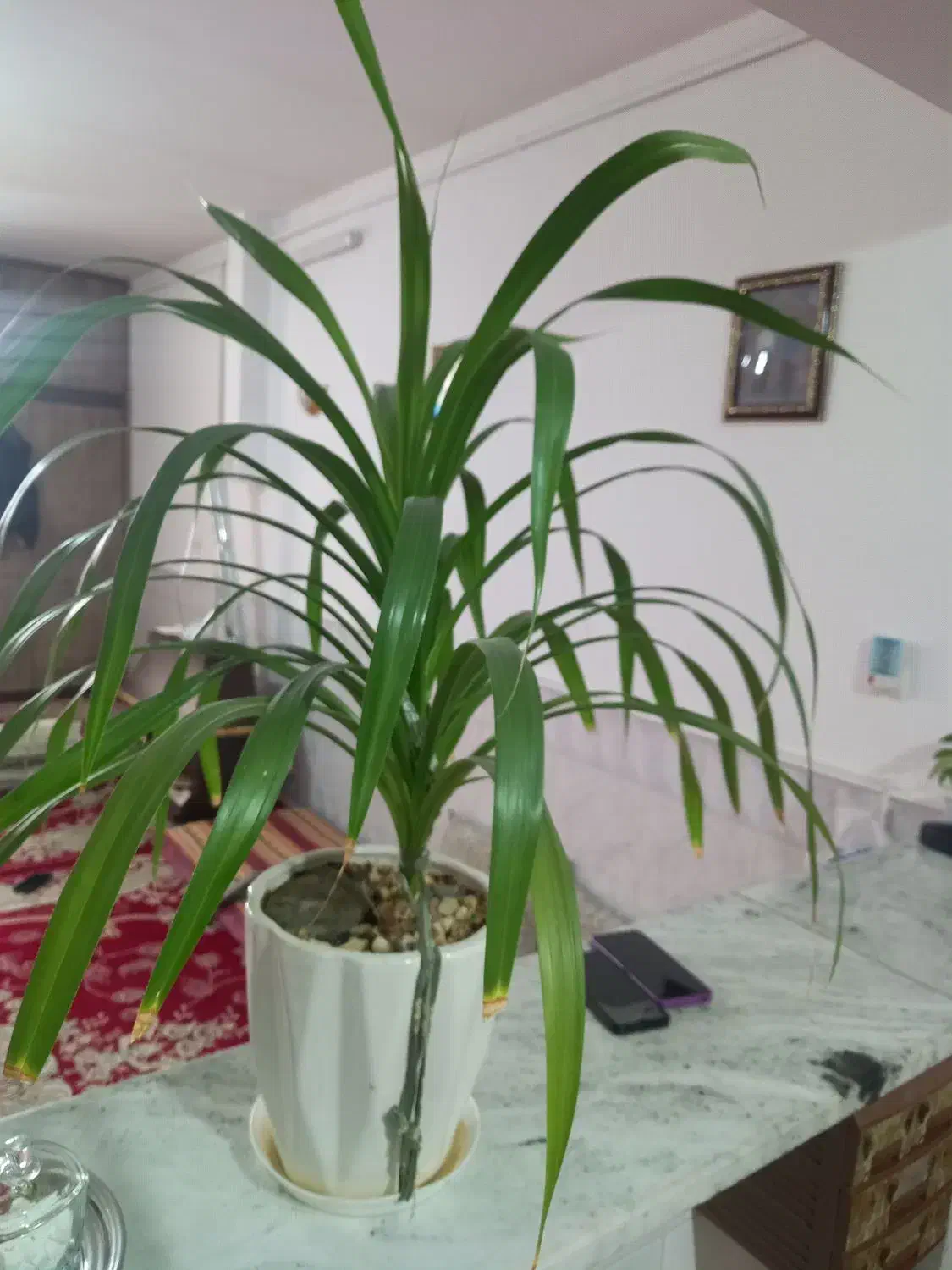 حراجی  گل|گل و گیاه طبیعی|نیشابور, مازول|دیوار