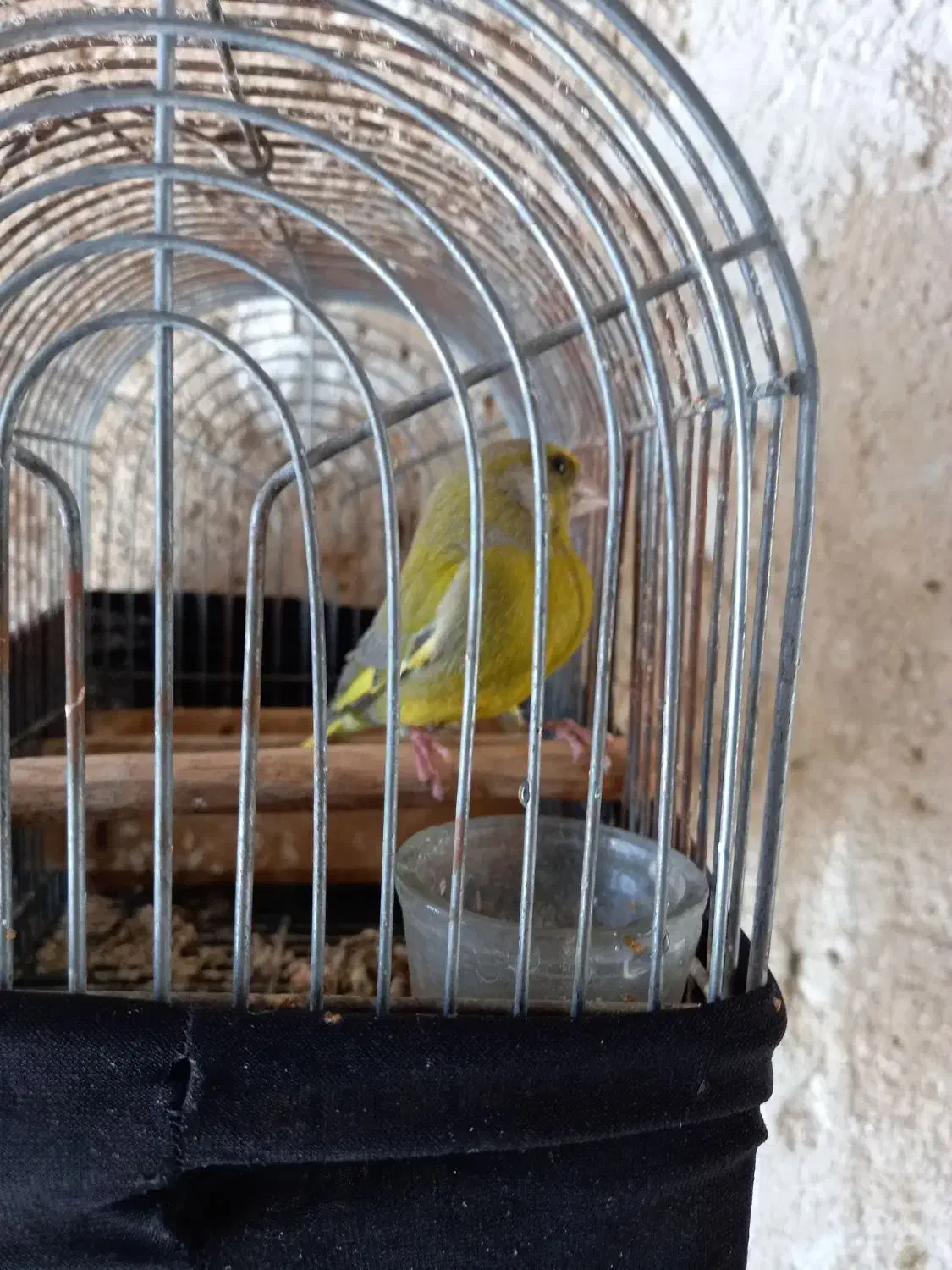 فروش سهره سبز نر درشت رام رام|پرنده|کازرون, |دیوار