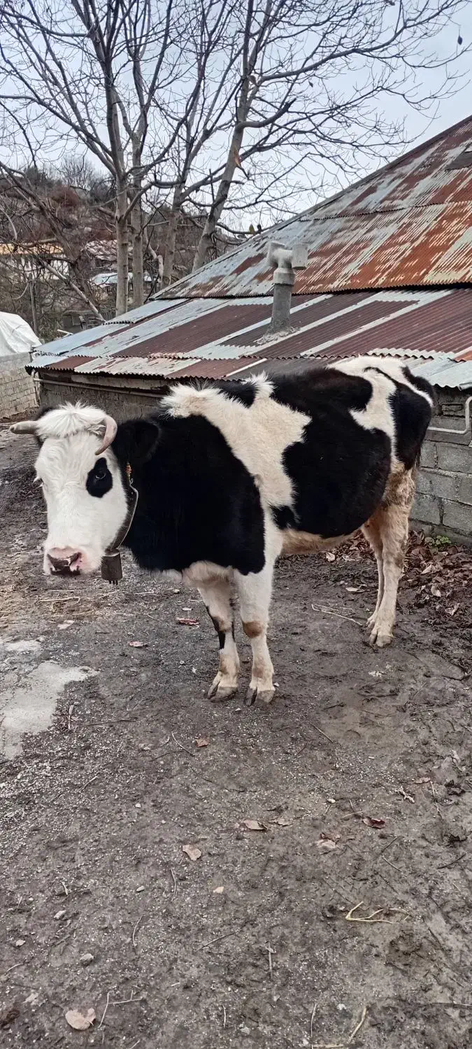 گاو و گوساله دو رگه صحرایی|حیوانات مزرعه|آلاشت, |دیوار