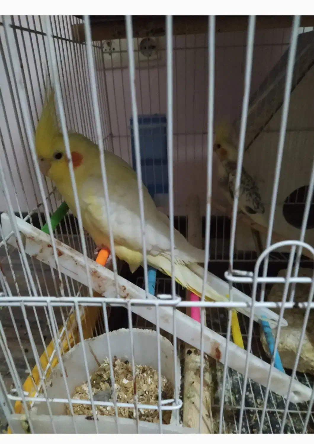 عروس هلندی گم شده|حیوانات|بندرعباس, |دیوار