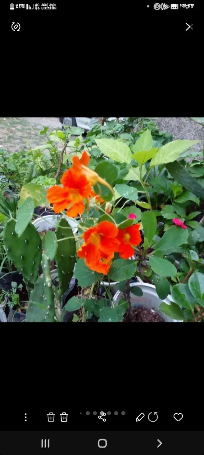 تعدادی گلدان و گل  ۱۰۰۰۰|گل و گیاه طبیعی|رشت, سیا اسطلخ|دیوار