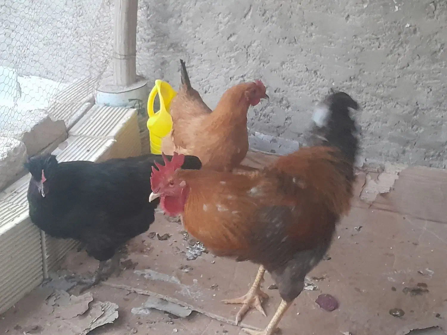 مرغ و خروس|حیوانات مزرعه|اصفهان, ارداجی|دیوار