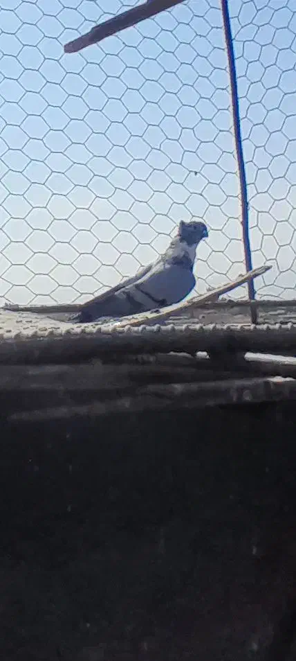 کبوتر|پرنده|اردکان, |دیوار