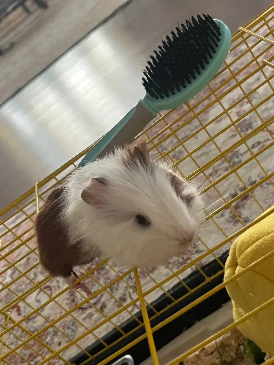 خوکچه هندی|موش و خرگوش|رودهن, |دیوار