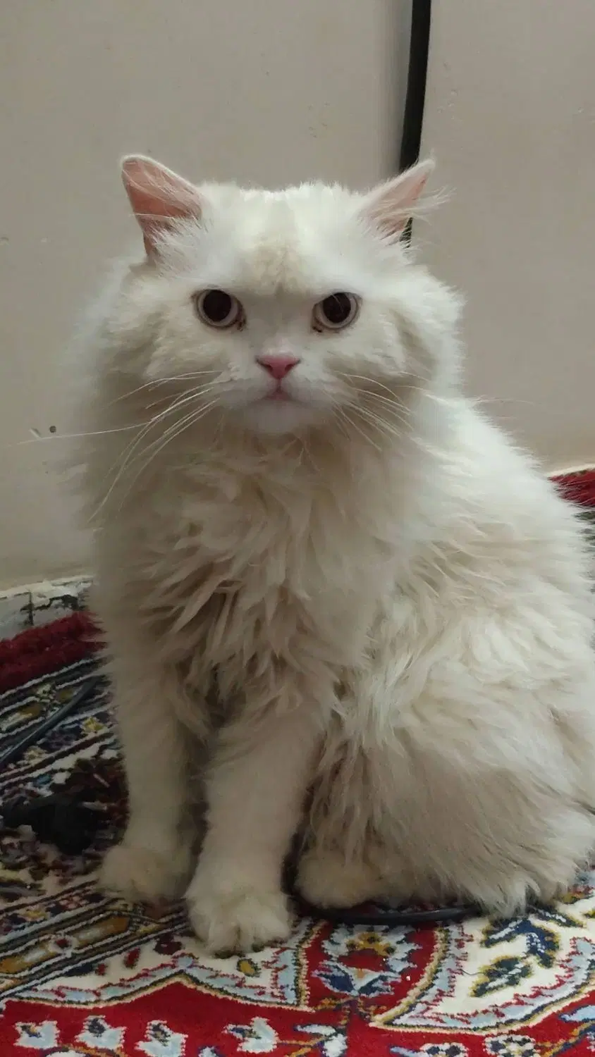 گربه|گربه|زابل, |دیوار