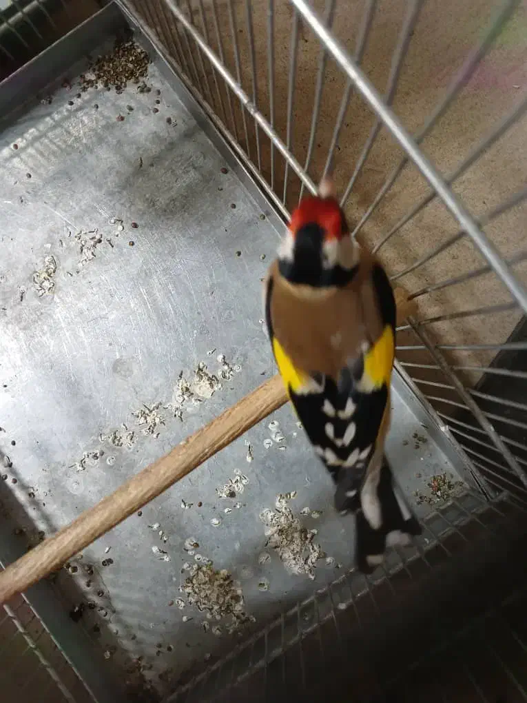 سهره رسمی قرص بیخون رام|پرنده|ری, صفاییه (چشمه علی)|دیوار