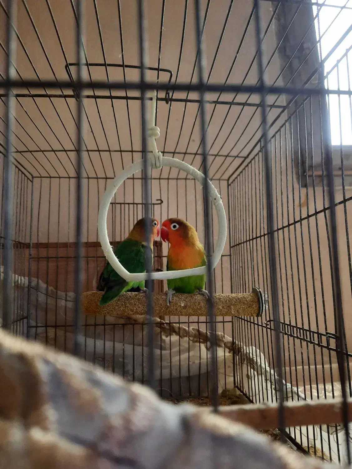 طوطی برزیلی فیشر جفت|پرنده|ماهدشت, |دیوار