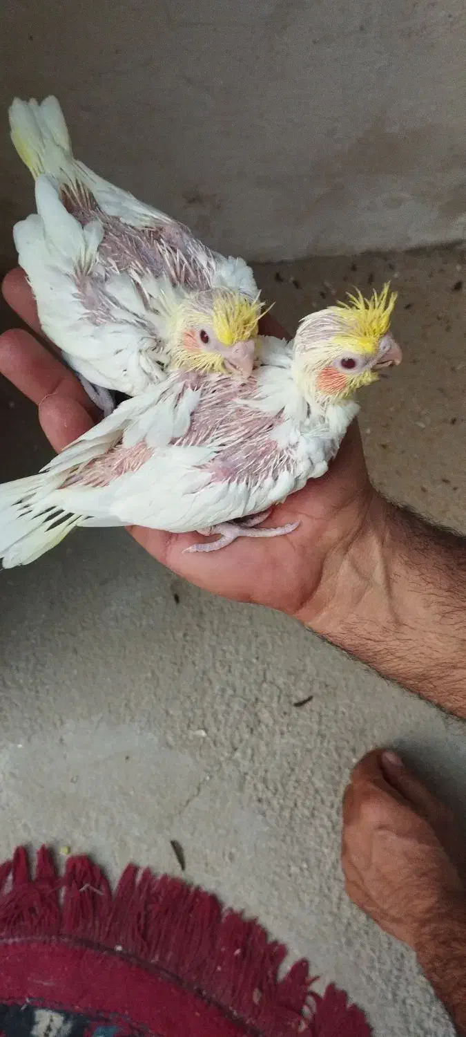 عروس هلندی|پرنده|خورموج, |دیوار