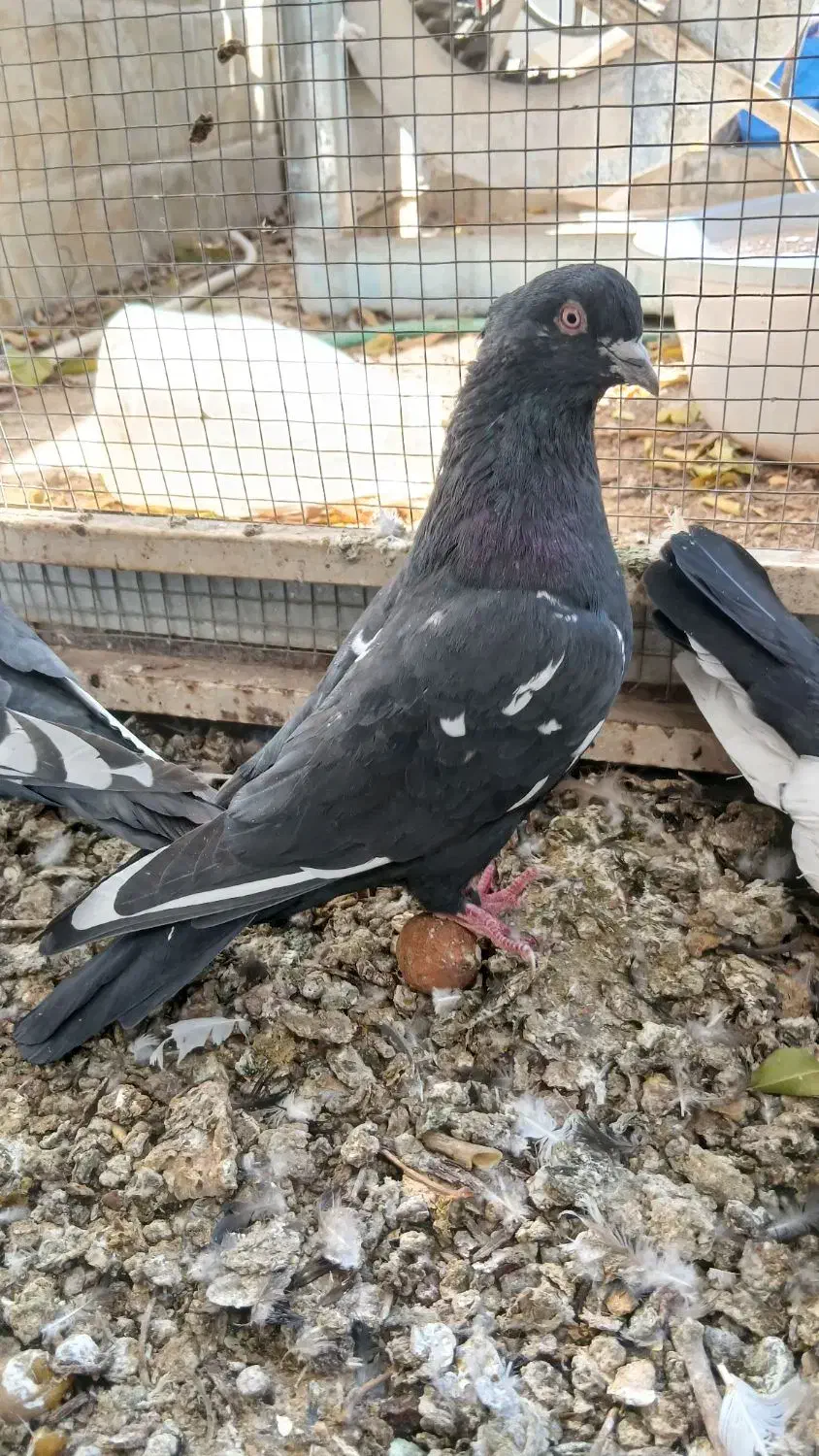 کبوتر بهبهانی|پرنده|استهبان, |دیوار