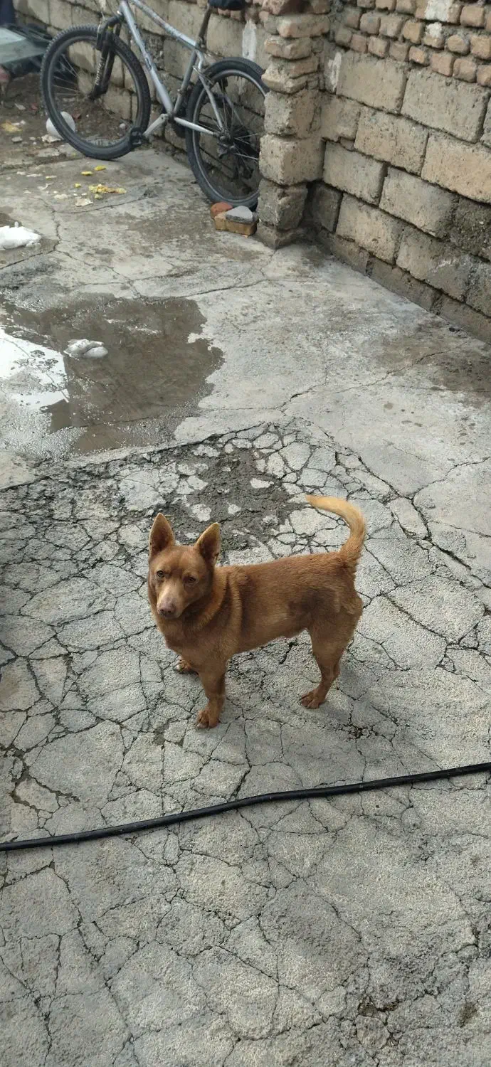 سگ فندی|سگ|نقده, |دیوار